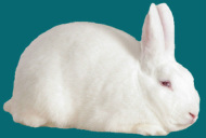Florida White Rabbit Breeders Association